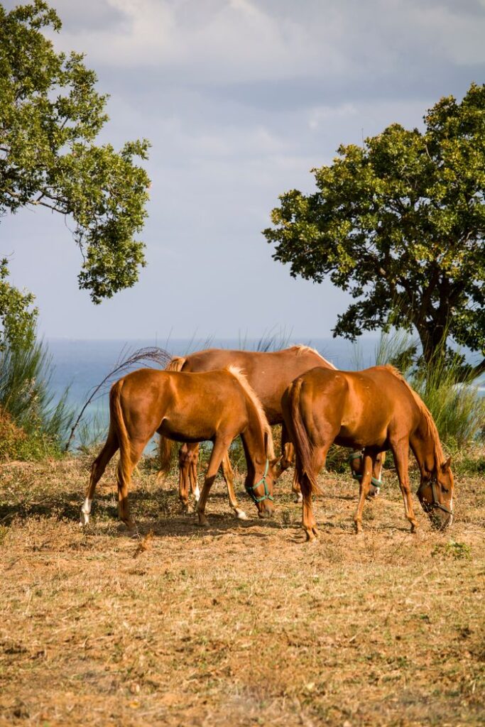 A serene scene of brown horses grazing in a grassy field under a clear sky, framed by lush trees.